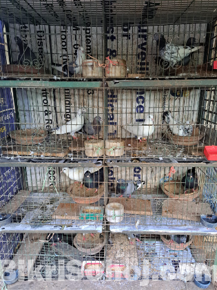৮ জোড়া কবুতর খাঁচা সহ বিক্রি হবে